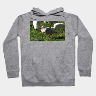 American White Ibis Hoodie